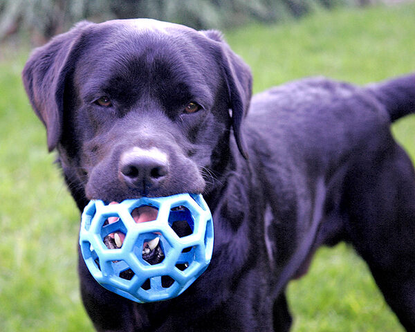 Otis and The Blue Ball