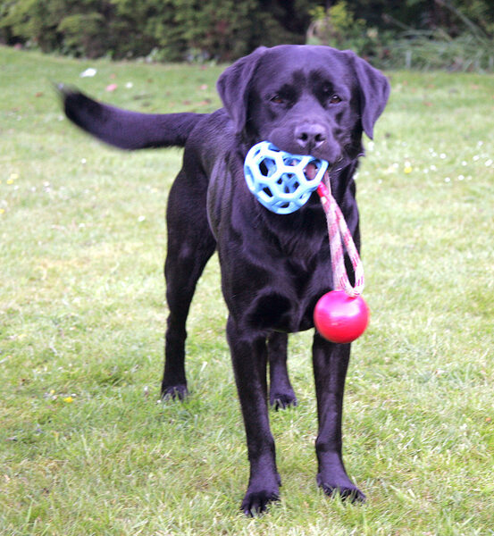 Otis Wants All of The Toys...!
