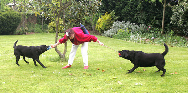 Labrador Tug-o-War