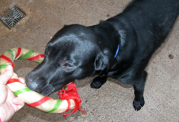 Buddy's Christmas Present