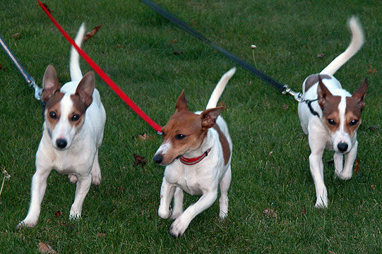 Three Friends on A Walk