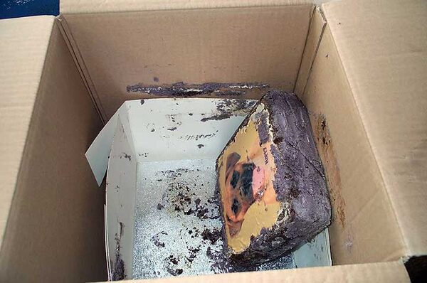 Dave the Dog - His Cake as It Arrived