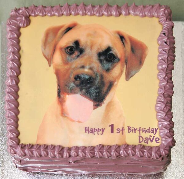 Dave the Dog - 1st Birtday