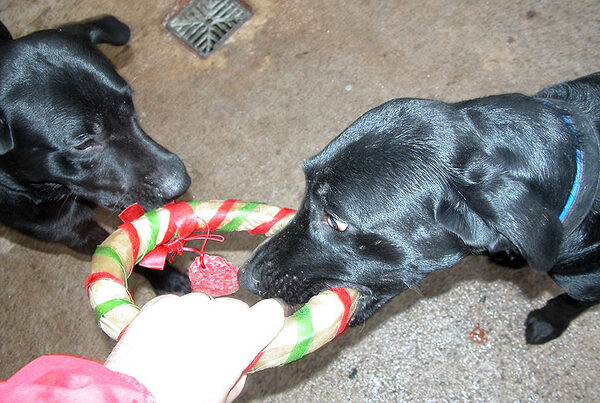 Harvey and Buddy Sharing Their Christmas Present