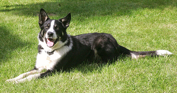 Harvey Posing for the Camera