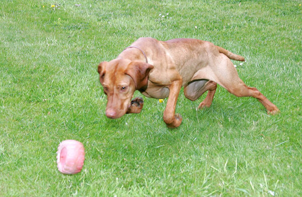 Pippa Catching
