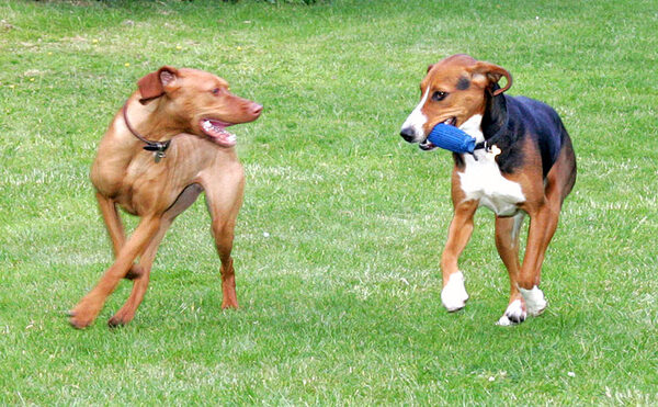 Pippa and Jessie