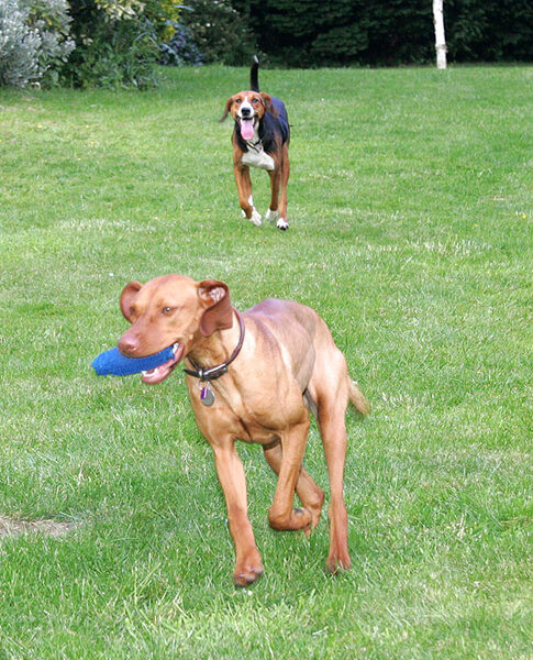 Pippa in the Lead