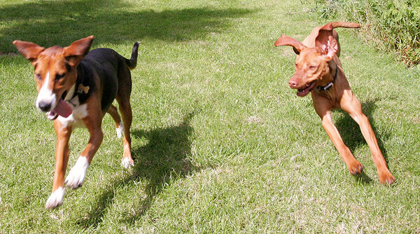 Jessie and Pippa