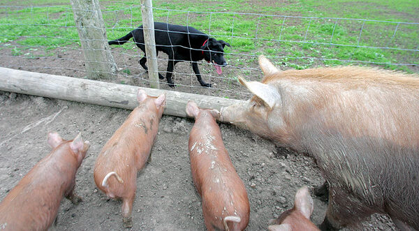 Jet With The Tamworth Pigs