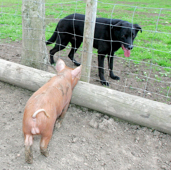 Tamworth Pig and Jet