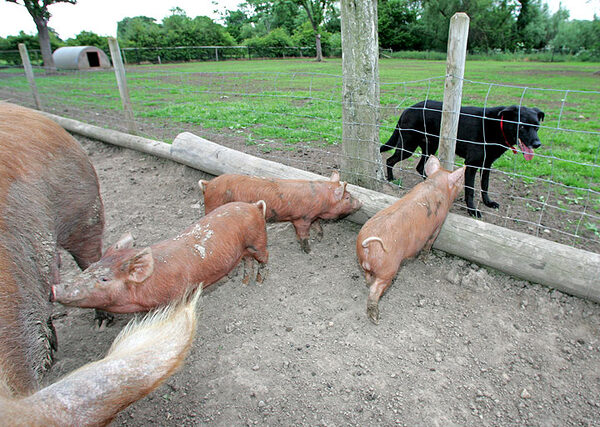 Jet and the Tamworth Pigs