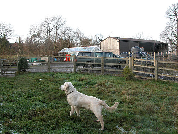 Joe Watching The Turkeys