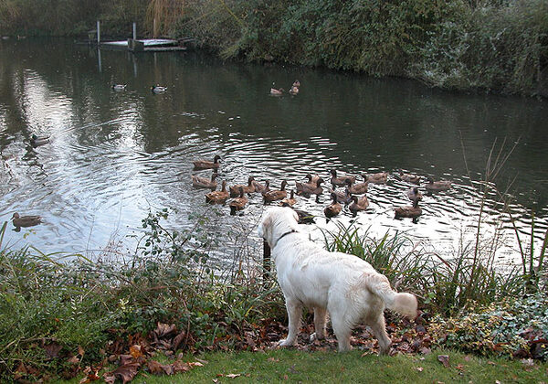 Joe Watching Our Ducks