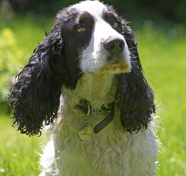 Charlie