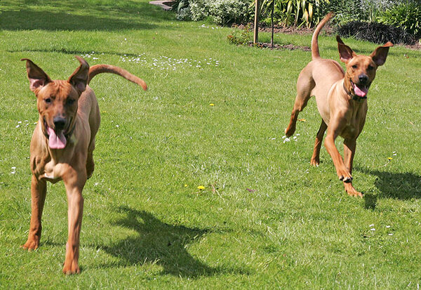 Kila and Simba Playing Catch