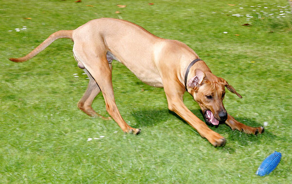 Simba Catching the Ball