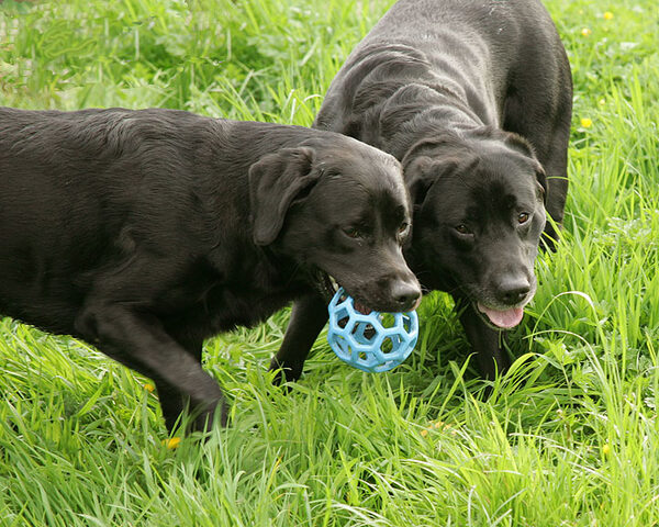 Otis and Cole Playing With Blue Ball