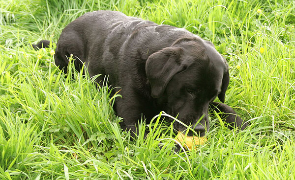 Cole in the Tall Grass
