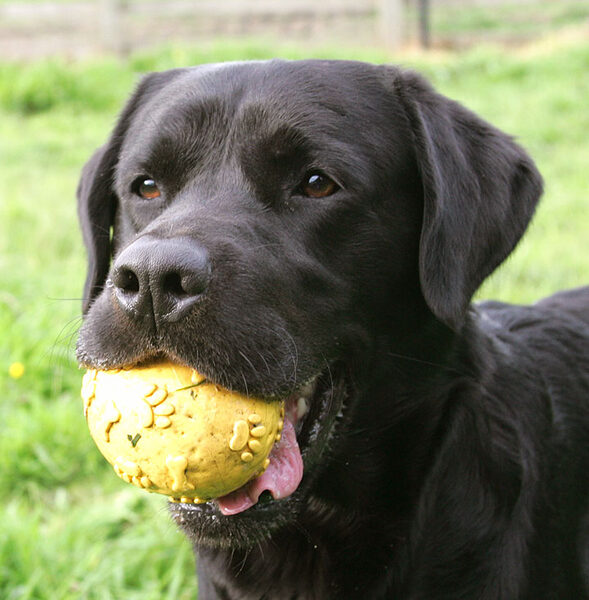 Otis and the Yellow Ball