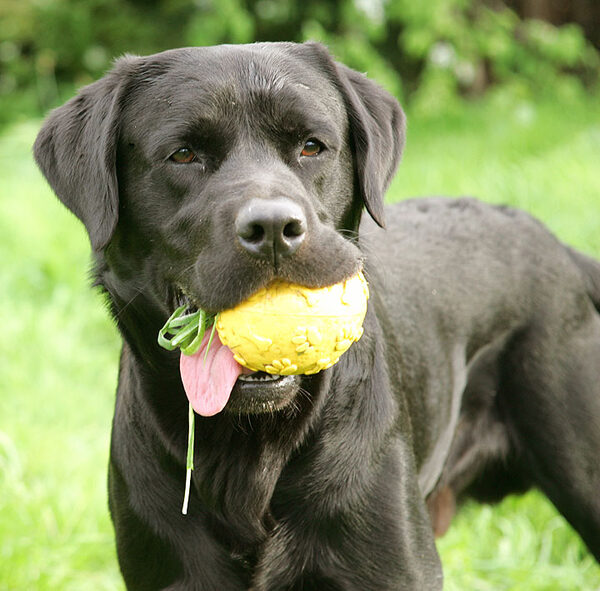 Otis With The Yellow Ball