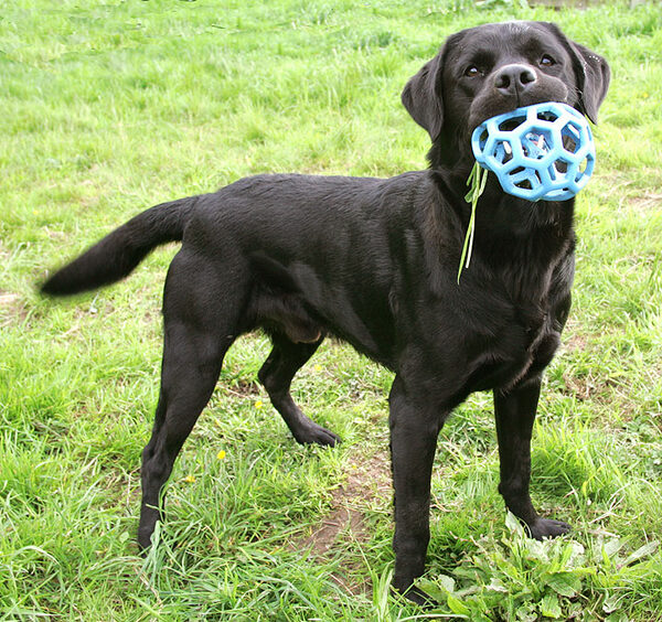 Otis with quite a mouthfull