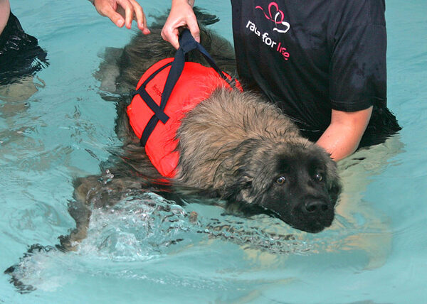 Oscar Having A Swim