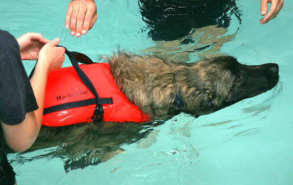 Oscar Swimming