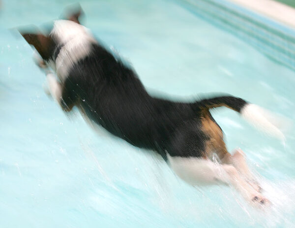 How Jake Gets In To The Pool