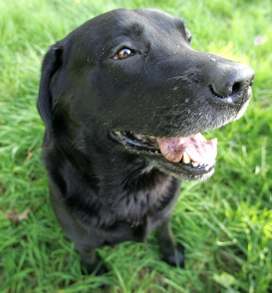 Otis