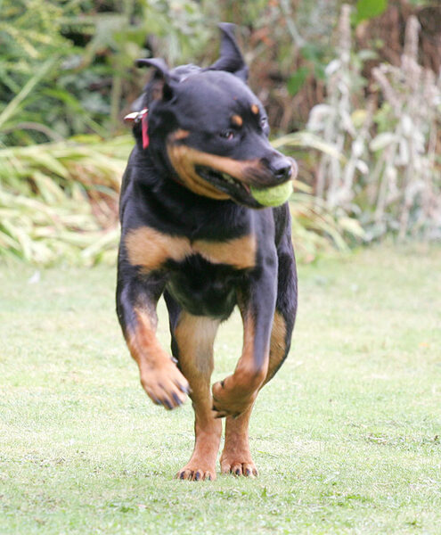 Missy Running