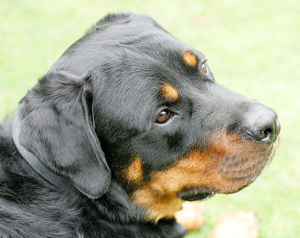 Ronan the Rottweiler