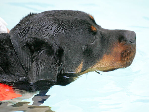 Ronan Having His Afternoon Swim