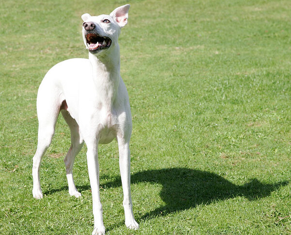 Blue the Whippet