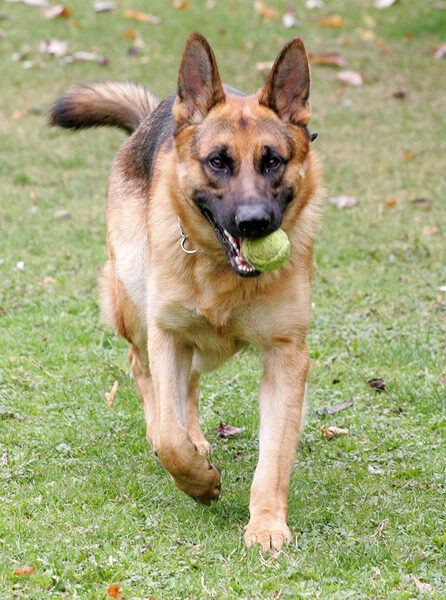 Enoch Playing Catch