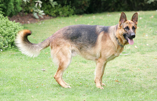 Enoch the German Shepherd