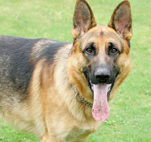 Enoch the German Shepherd