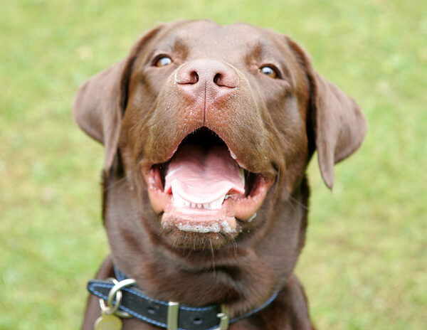 Branston