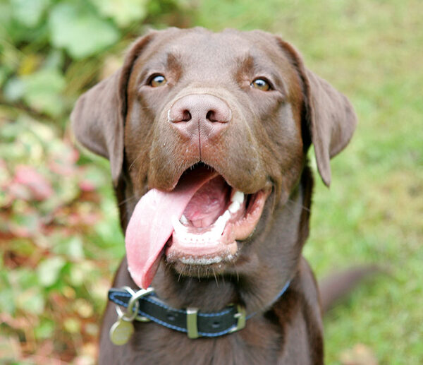 Branston