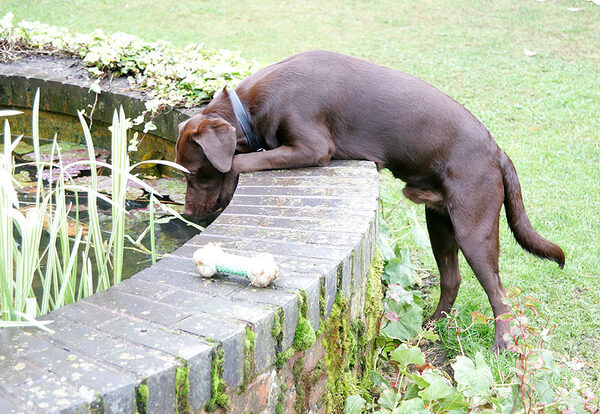 Branston