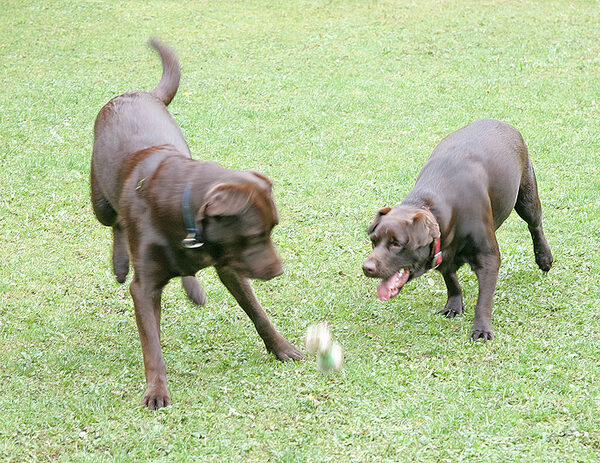 Branston and Holly Playing Catch