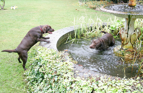 Holly Watching Branston in the Fountain