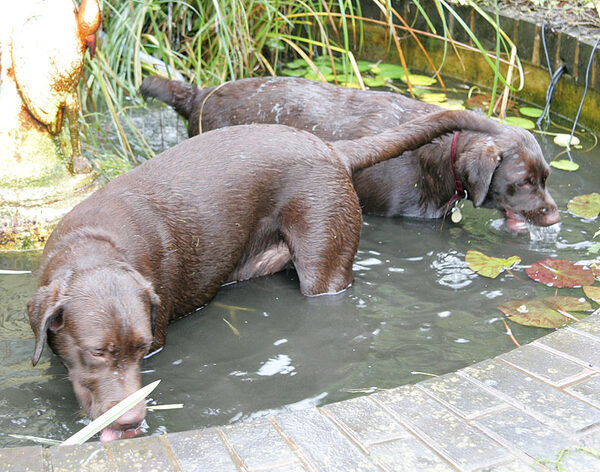Branston and Holly in the Fountain