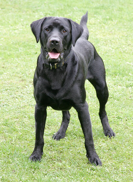 Buddy Waiting for The Ball