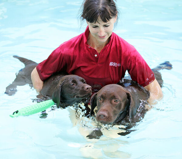 Holly and Branston Having A Swim