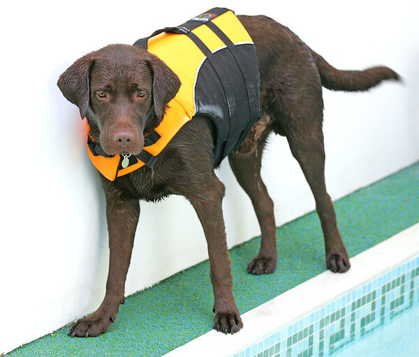 Branston In His Life Jacket