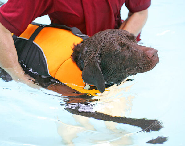 Branston Having A Swim