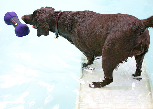 Holly Trying to Reach the Floating Toy