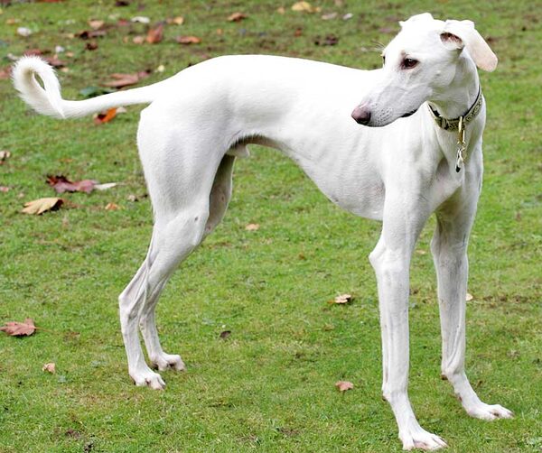 Faroh the Lurcher