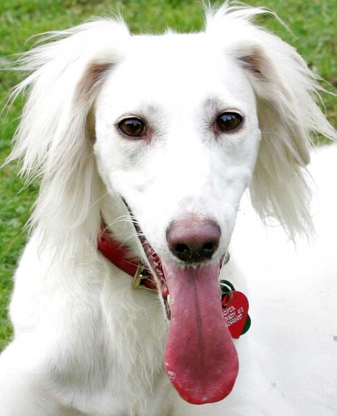 Tia the Saluki